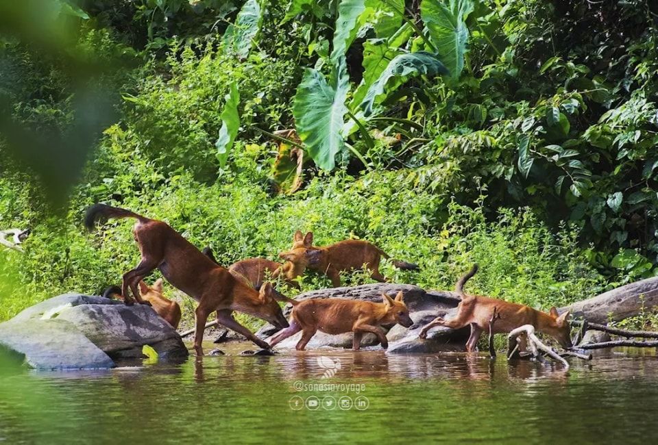 Parc national de Khao Yai